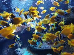 -太平洋海底世界