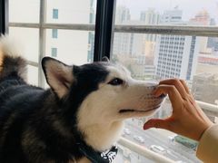 -Husky Go! 哈士奇体验馆·宠物咖啡厅狗咖