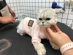 -熊小胖宠物生活馆(天华园店)