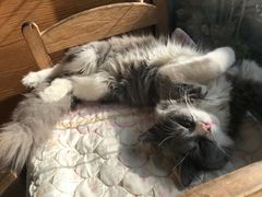 -猫小院猫主题咖啡厅(北锣店)