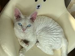 -佳雯宠物医院·皮肤科·内外科(春晓路分院)