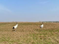 -盐城丹顶鹤湿地生态旅游区