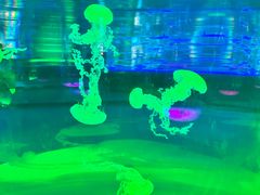 -海合安成都极地海洋公园