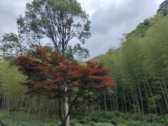-黄公望隐居地