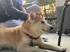 -柴犬高等学院·狗咖·柴犬售卖·宠物训练