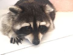 -浣熊柯尔鸭土拨鼠·电玩咖
