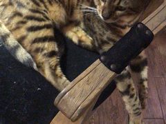 -more than meow吴止猫主题餐厅(承德 中船汇店)