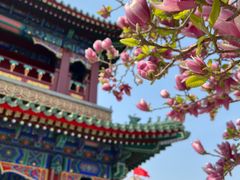 -天津大悲禅院