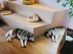 -Husky Go! 哈士奇体验馆·宠物咖啡厅狗咖