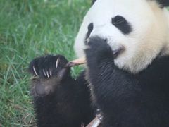 -卧龙中华大熊猫苑神树坪基地