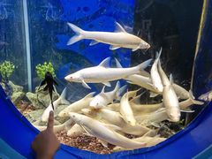 -沙沙哗啦海洋馆(华宇百花谷店)