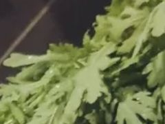 苦菊-蜀留香火锅·始于1999·原四川老火锅(白堤路店)