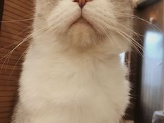 -more than meow吴止猫主题餐厅(承德 中船汇店)