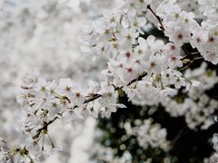 -玛格萝妮比萨屋(四平店)
