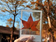-田野绿世界