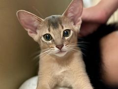 -欣宠猫屋·矮脚拿破仑·蓝金金渐层