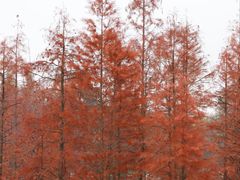 -白鹭湾湿地公园