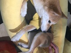 -逗柴咖啡屋·狗咖猫咖宠物桌游