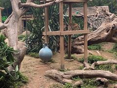 -广州长隆野生动物世界