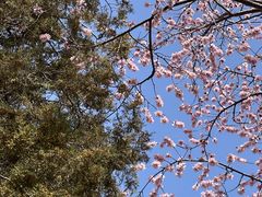 -桃花堤公园