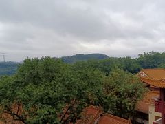 -深圳仙湖植物园