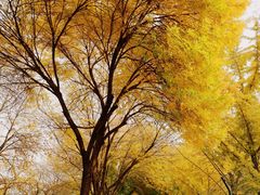 -三里屯东五街银杏大道