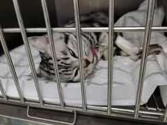 -北京恒爱动物医院(清景园分院)