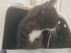 -四月宠物医院·猫专科·心脏专科·内科(转塘店)