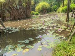 -中国科学院西双版纳热带植物园