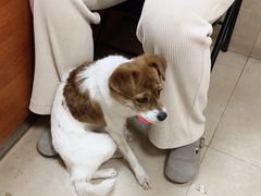 -艾贝尔宠物医院·狂犬免疫点(江山金象城店)