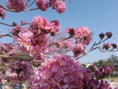 -南国桃园旅游度假区