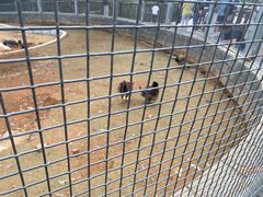 -石家庄市动物园