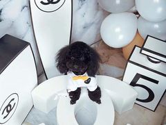 -超宠爱宠物摄影-Super pet