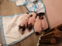 -浣熊柯尔鸭土拨鼠·电玩咖