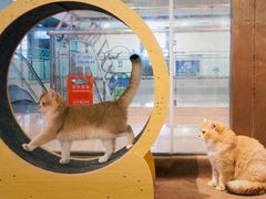 -大型宠物商超·宠海王国·宠物猫狗活体·用品·美容(新世界百货重庆店)