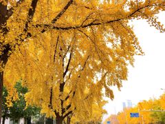 -三里屯东五街银杏大道