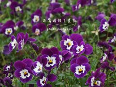 -滨江生态公园