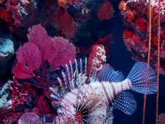 -暹罗海洋世界