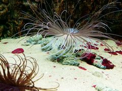 -北戴河圣蓝海洋公园