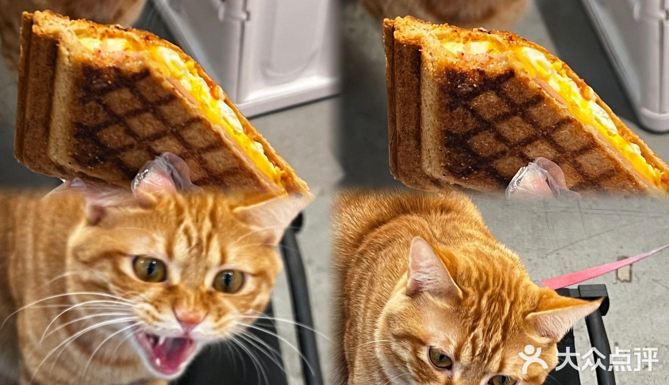 周末偶遇到天河南安静一隅咖啡店🐱