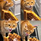 周末偶遇到天河南安静一隅咖啡店🐱