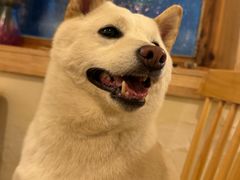 -柴の食堂·日式家庭料理·熊之肆(大学路店)