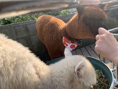 -上海崇明金茂凯悦酒店