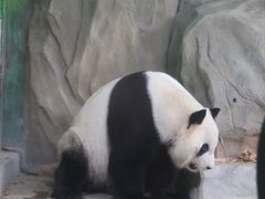-灵玲国际马戏城