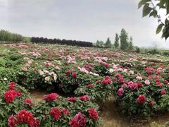 -泰山牡丹园