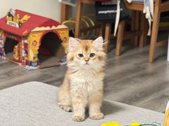 -伟伟宠物医院·瑞派猫友好医院·猫科(光谷店)
