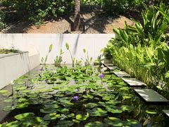 睡莲-美奈海崖度假酒店