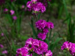 -上海滨江森林公园