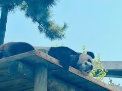 -大连森林动物园