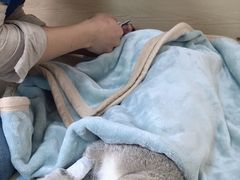 -乐派堂宠物医院·猫友好· 心脏科(东街店)